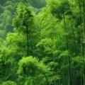 一剑西来的头像