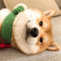 阿Key不是舔狗的头像