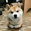 书友929441133的头像