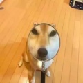 鬼树君的头像