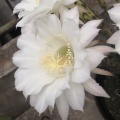 止戈的头像