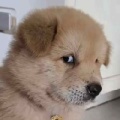 老白丁的头像