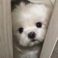 祈愿.的头像