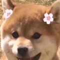 一两三啊的头像