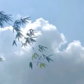 不吃饺子看饺子下水的头像