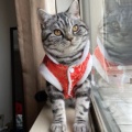 苏苏家的猫的头像