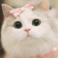 书友928796686的头像
