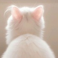 猫儿的头像