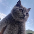 流浪的喵小姐的头像