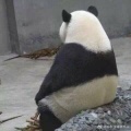 撑榴莲反香菜的头像