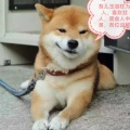 痿菌子玉潋的老爹的头像