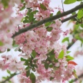 柒夏的头像