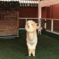 Makikikimk的头像