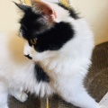 漂亮的圣斗士在躲猫猫的头像