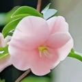 幸运的好花生的头像