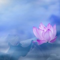 简995的头像