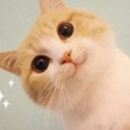 书友994379972的头像