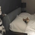 鲍艺菲的头像