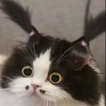 时安i的头像