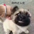 迷路的头像
