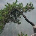 wwf无所的畏惧的头像