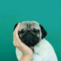 小白勒个兔的头像