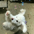 江春入旧年的头像