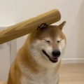 书友 1716229225的头像