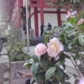 随风飘荡的头像