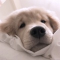 书友1177256230的头像