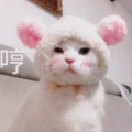 奶团的头像