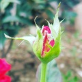 芒果芒果呀的头像