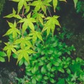 浅浅蓝的头像
