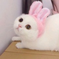 小葵的头像