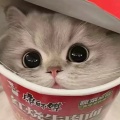 早睡的头像