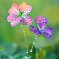 九品芝麻官的头像