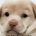 落寞的头像