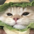 若梦的头像