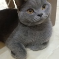 小孟同学al的头像