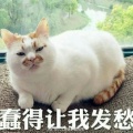 凌空灬的头像
