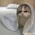 小彤彤布灵布灵的头像