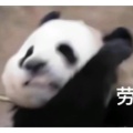 鱼蛋的头像