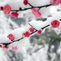 好动的战神在摇花手的头像