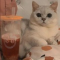 guobaby的头像