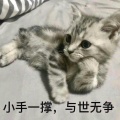 逐波的鱼的头像