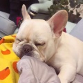 soft他爹的头像