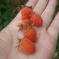 刺莓的头像