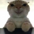 鼠鼠的头像