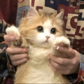 EchoX_X的头像