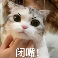 猫的美瞳会发光的头像